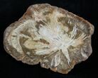 Petrified Wood - Limb Slice From Madagascar #2234-1